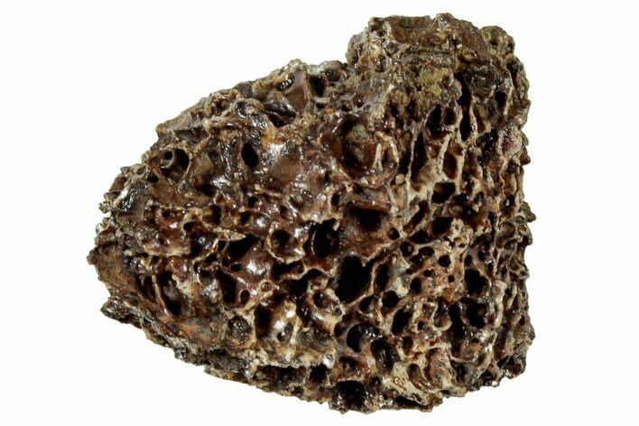 Fossil Tyrannosaur (T rex) Bone Section - Wyoming #313959